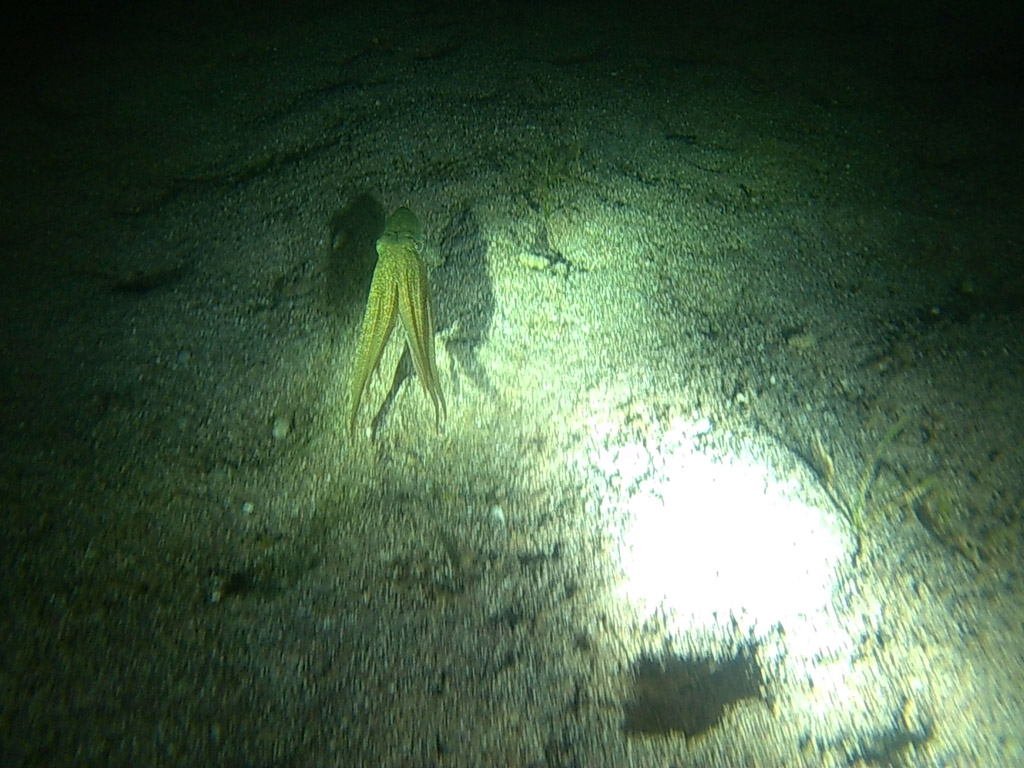 Underwater84